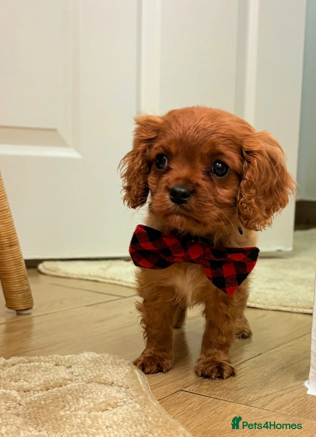 Cavalier King Charles Spaniel dogs for sale: Beautiful Cavalier King Charles babies ❤️ - Advert 10