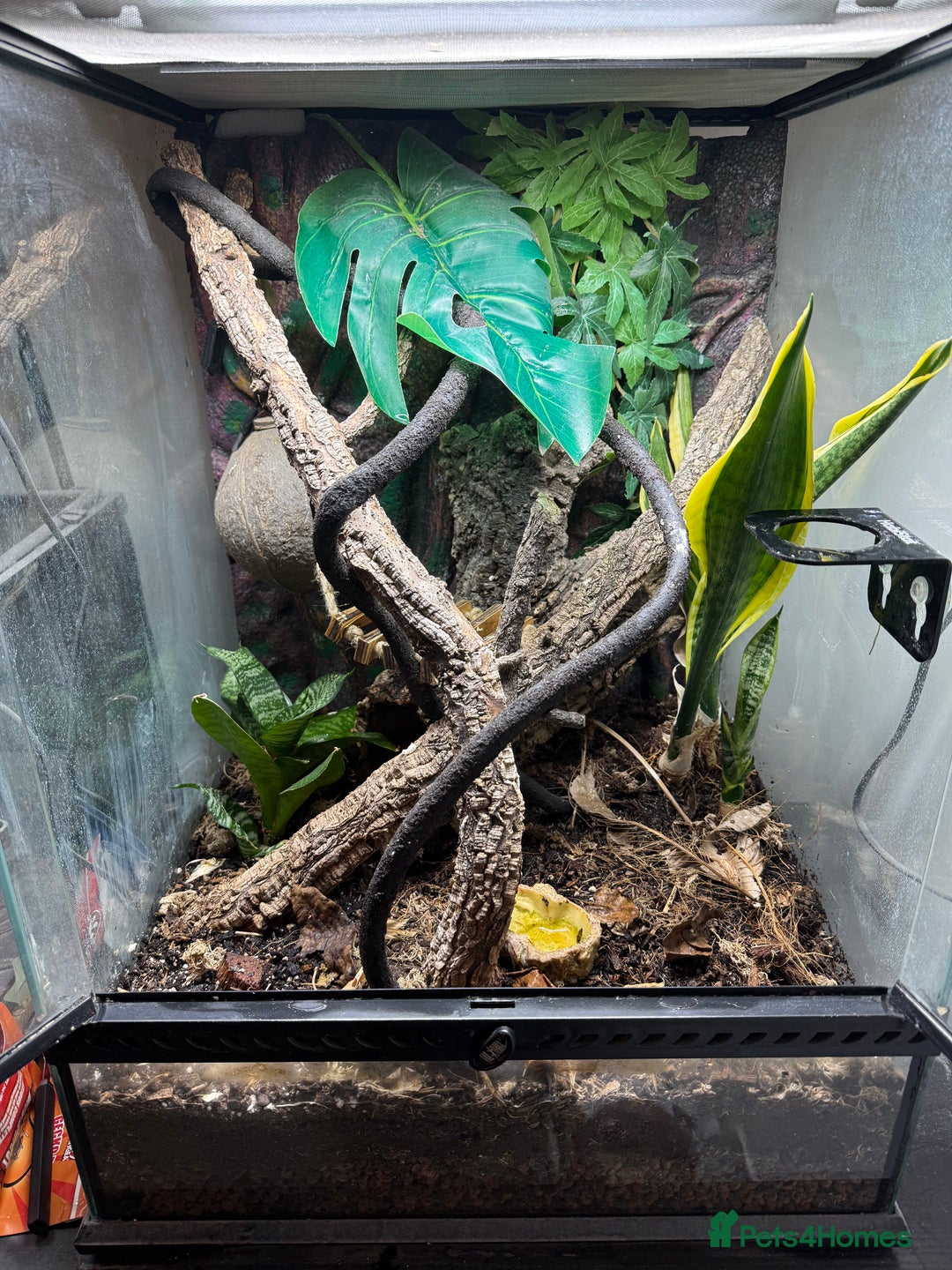 Gecko reptiles for sale: Crested Gecko with full set up - Advert 5