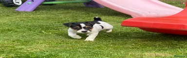 Jack Russell Puppy 3