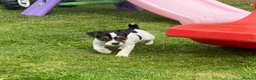 Jack Russell dogs for sale:  Jack Russel puppies for sale  in Bewdley - Advert 3