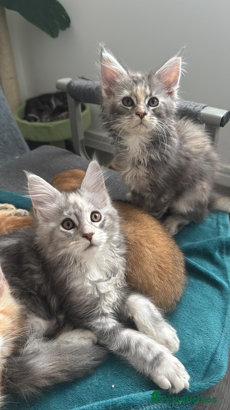 Maine Coon cats Pure breed XXL Maine Coon kittens  - Advert 16