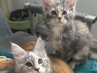 Maine Coon cats Pure breed XXL Maine Coon kittens - Advert 2