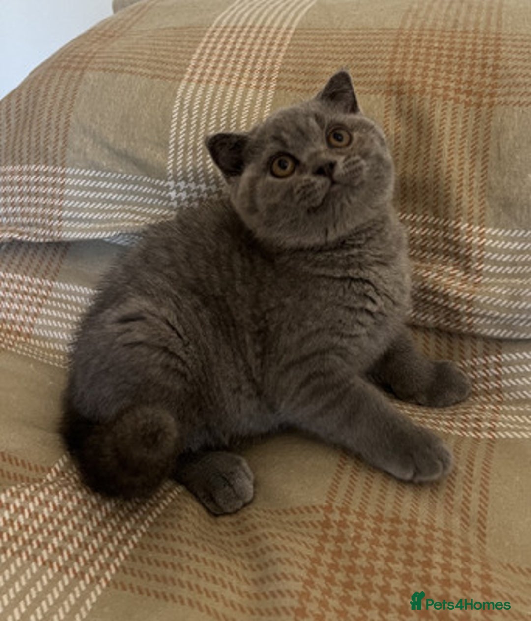 British Shorthair cats for sale: Perfect purebred British Shorthair kittens - Image 4
