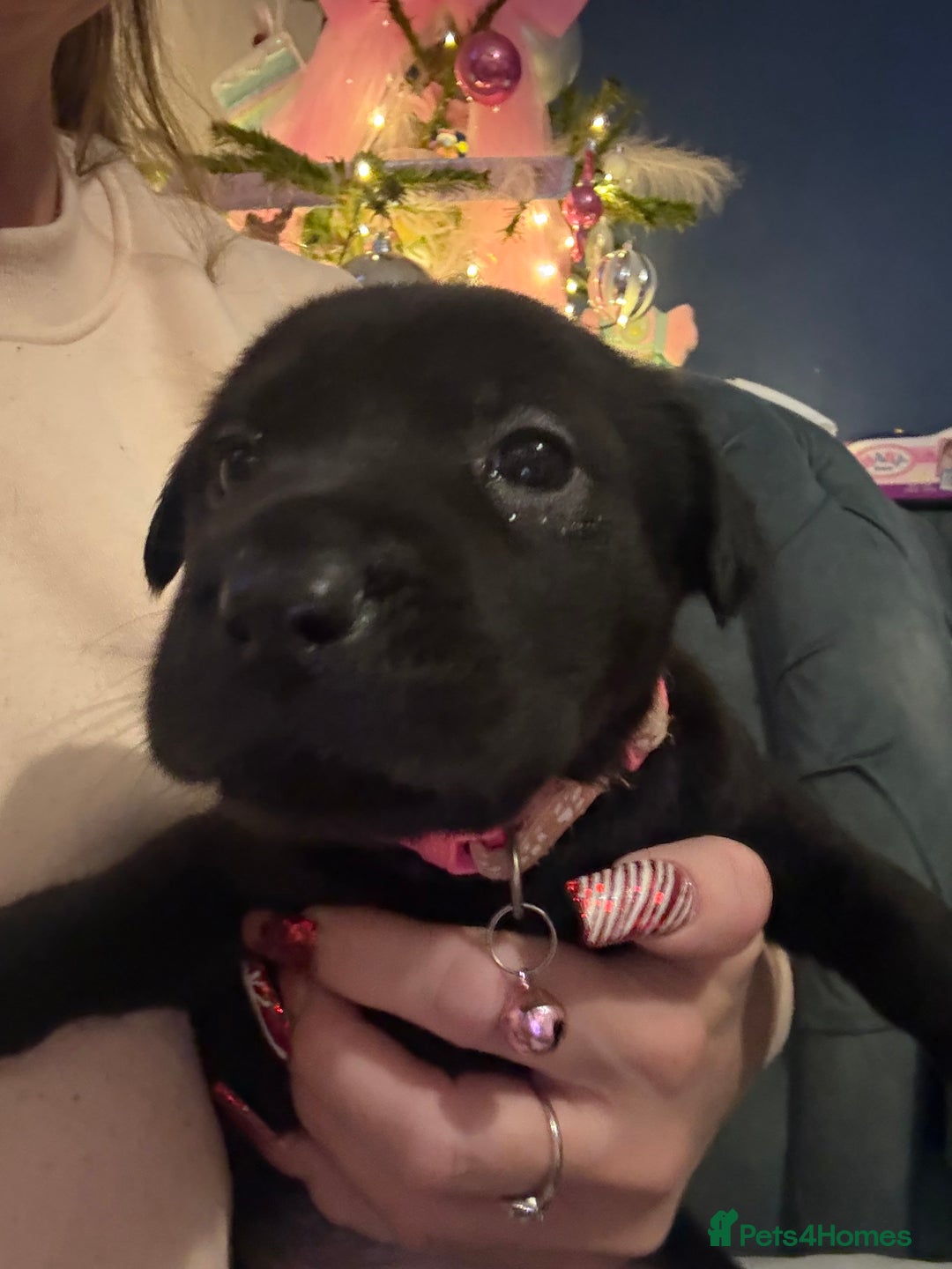 Mixed Breed dogs for sale: Ready 12 Jan Sharpei x Rhodesian ridgeback Hybrid - Advert 27