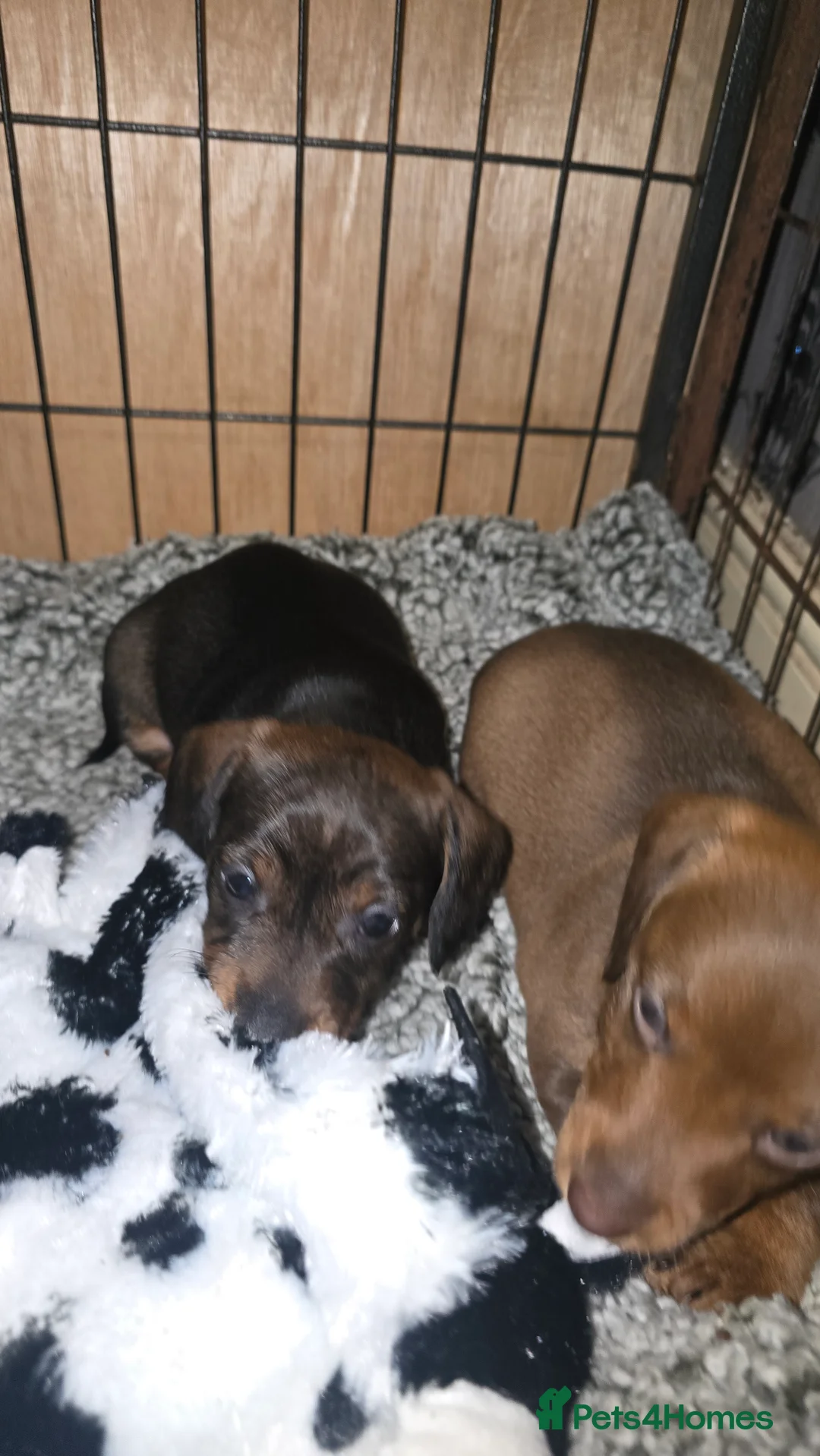 Dachshund dogs for sale: Standard wired hair puppies - Advert 8