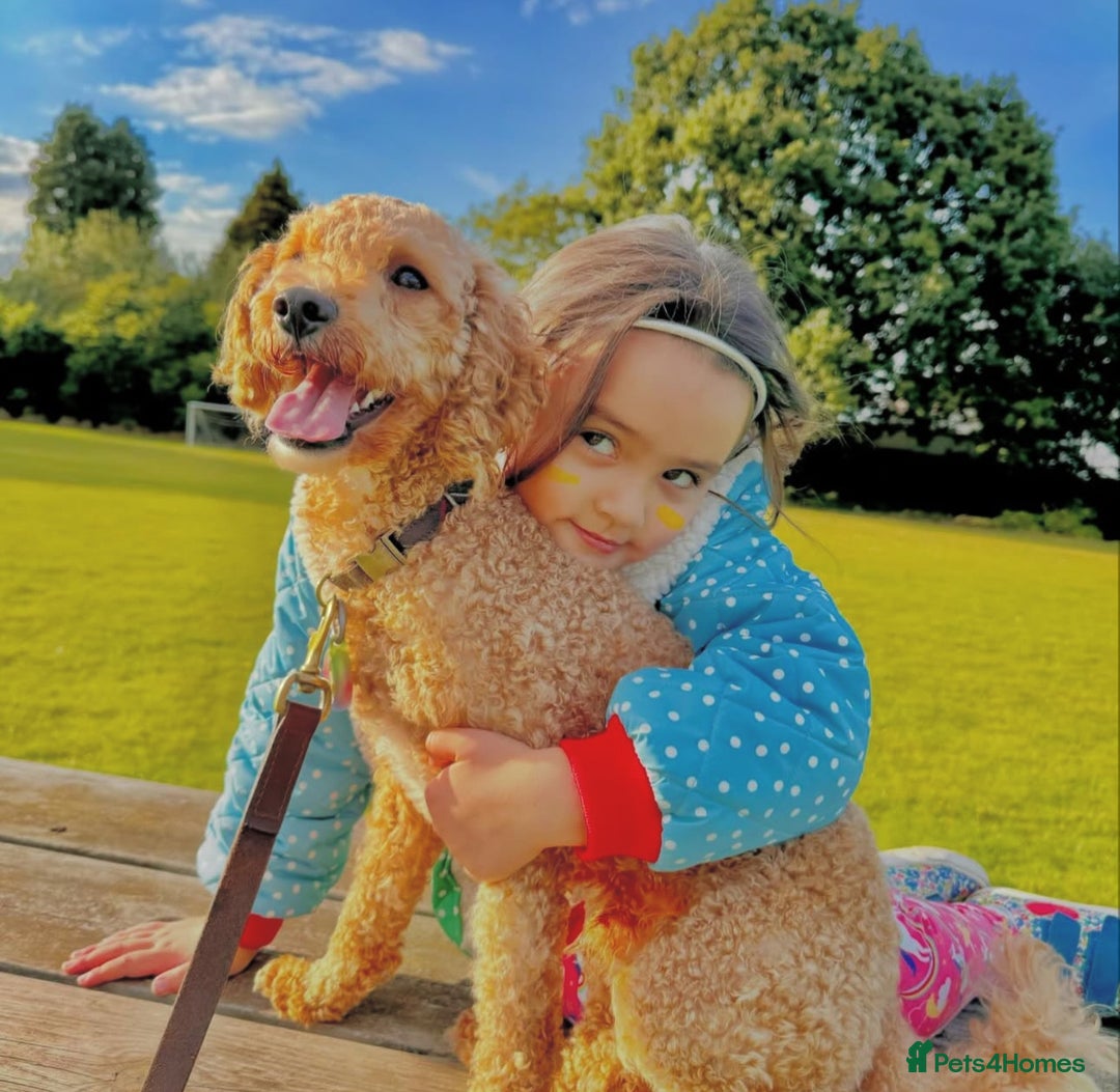 Cavapoo dogs for stud: STUD DOG Rupert Bear the Cavapoo - Image 3