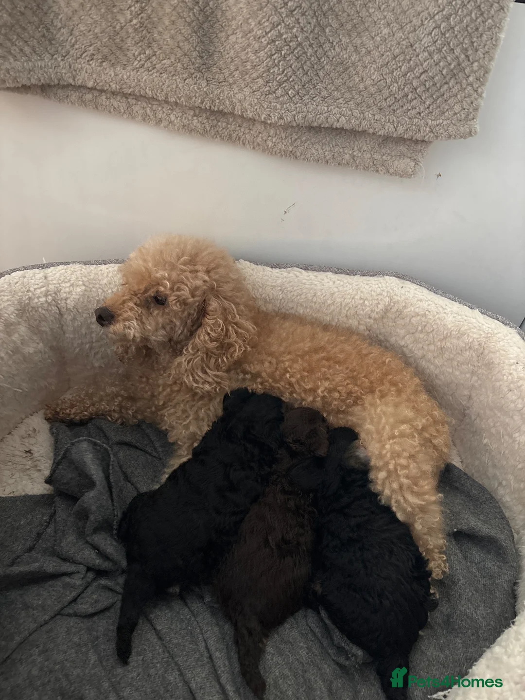 Toy Poodle dogs for sale: Beautiful toy poodles  - Advert 2
