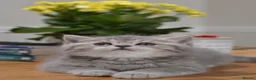 British Shorthair cats for sale: TICA/GCCF Adorable BSH/LH Girls  - Advert 8