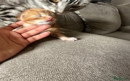 Domestic Shorthair cats for sale: Ginger / Grey&Silver Kitten for sale  - Image 7