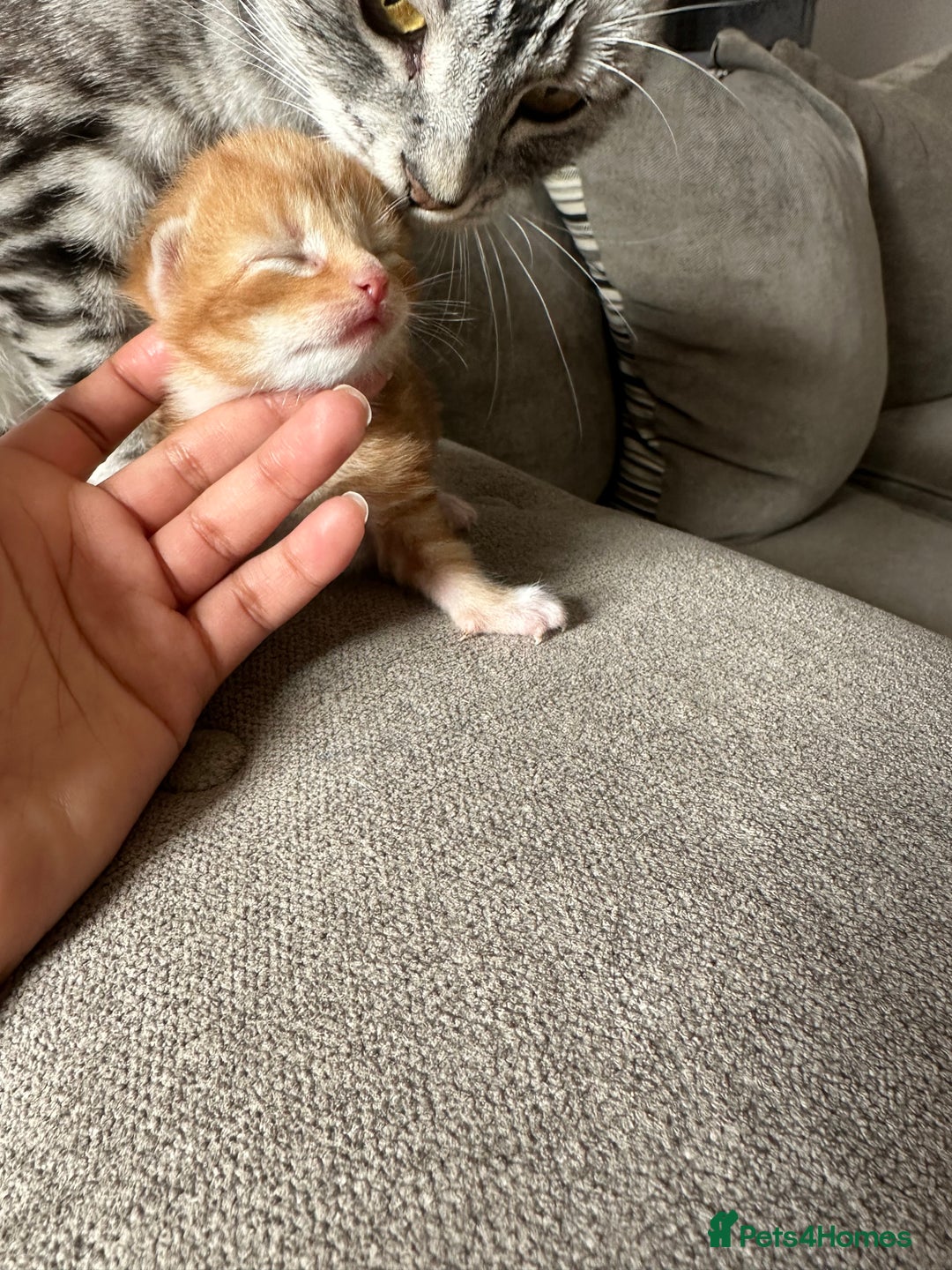 Domestic Shorthair cats for sale: Ginger / Grey&Silver Kitten for sale  - Image 7