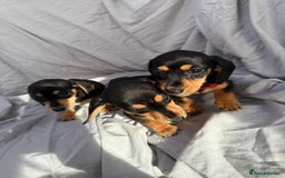 Miniature Dachshund dogs for sale: Beautiful Miniature dachshund  - Image 6