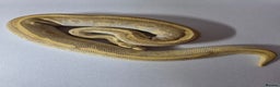 Snake reptiles for sale: Ball pythons  - Advert 3