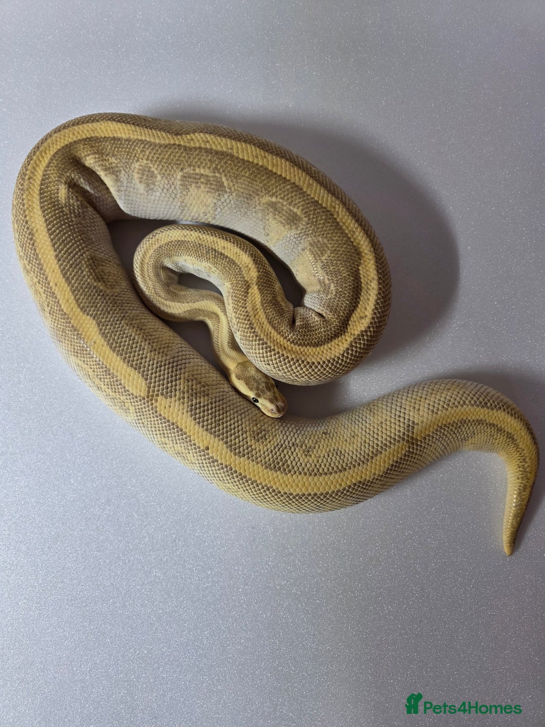 Snake reptiles for sale: Ball pythons  - Advert 3