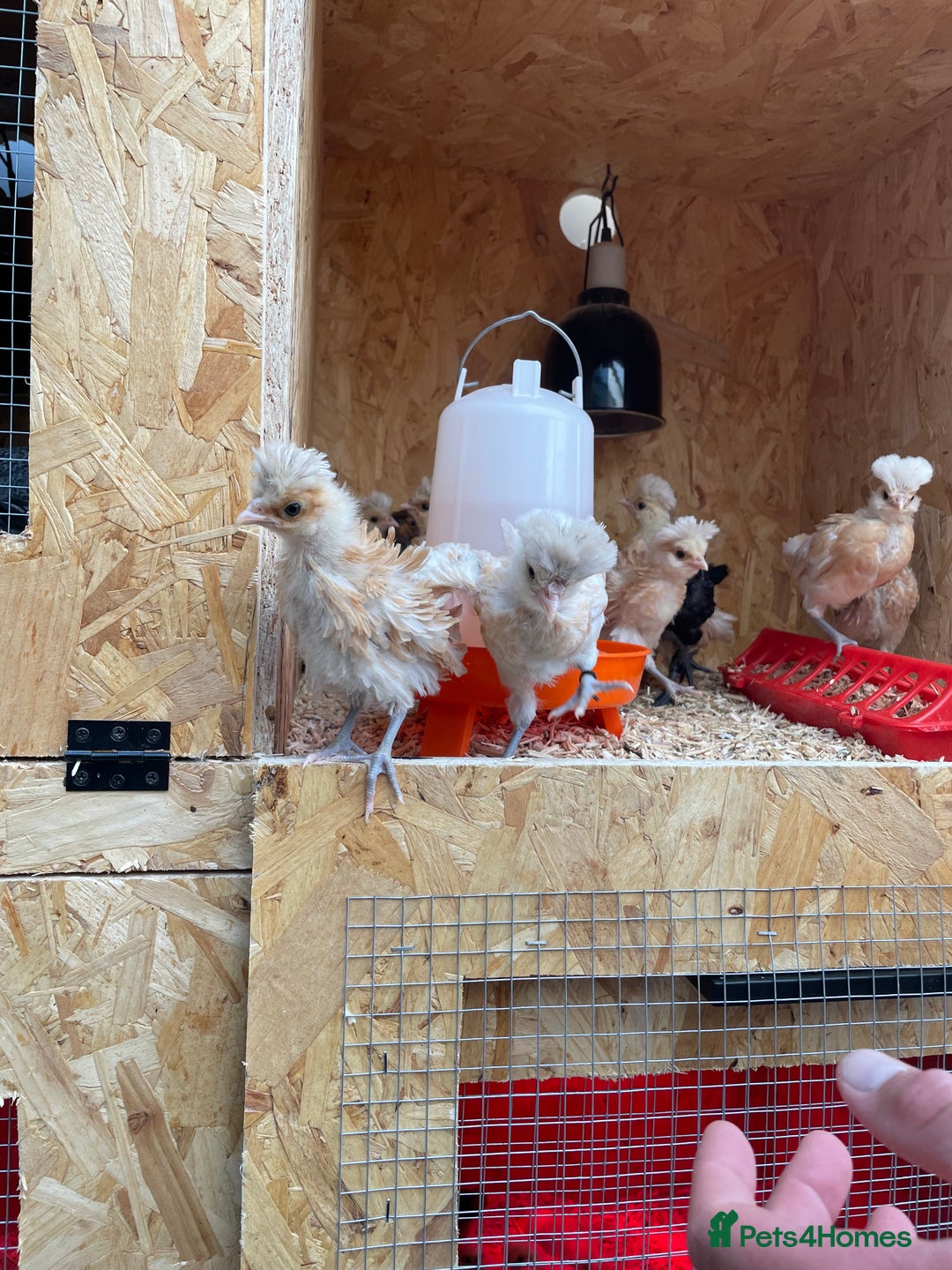 Chickens poultry for sale: Chicks - Image 23