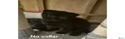 Scottish Fold cats for sale: 5 Beautiful Scottish Folds/Straights for sale - Advert 2