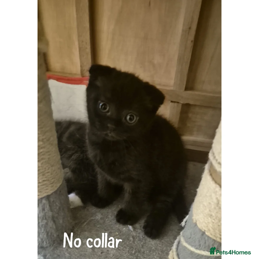 Scottish Fold cats for sale: 5 Beautiful Scottish Folds/Straights for sale - Advert 2