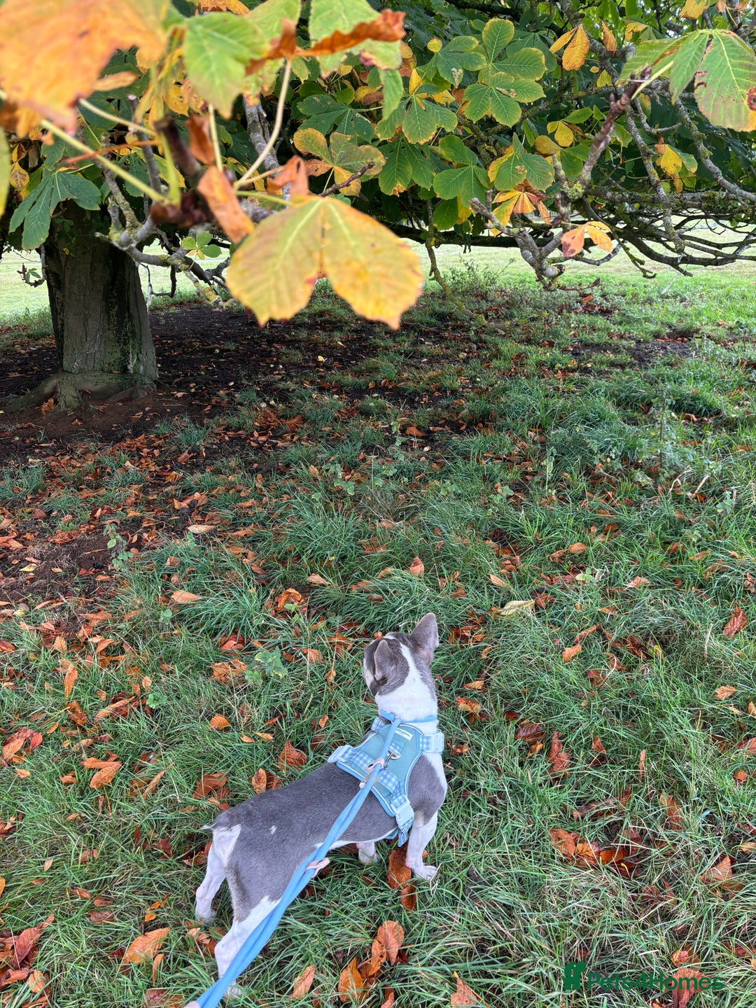 French Bulldog dogs for sale: Still looking for a new home RFG health tested boy - Image 16