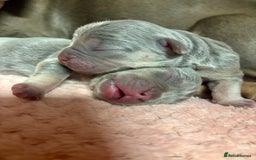 French Bulldog dogs for sale: 3 gorgeous grey French Bulldogs for sale - Image 4