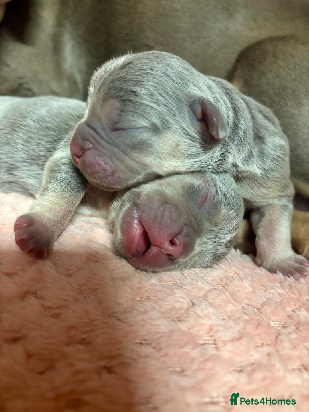 French Bulldog dogs for sale: 3 gorgeous grey French Bulldogs for sale - Image 4