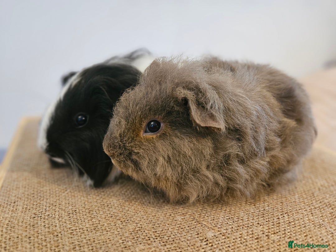 Guinea Pig rodents for sale: Pairs of baby female guinea pigs - Advert 3