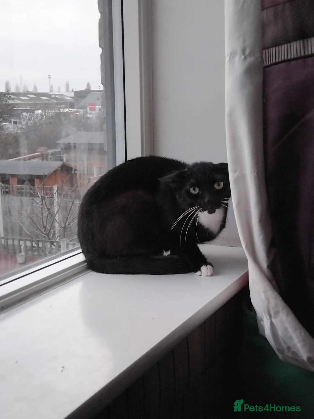 Domestic Shorthair cats for sale: Sweet little girl looking for a new home  - Advert 4