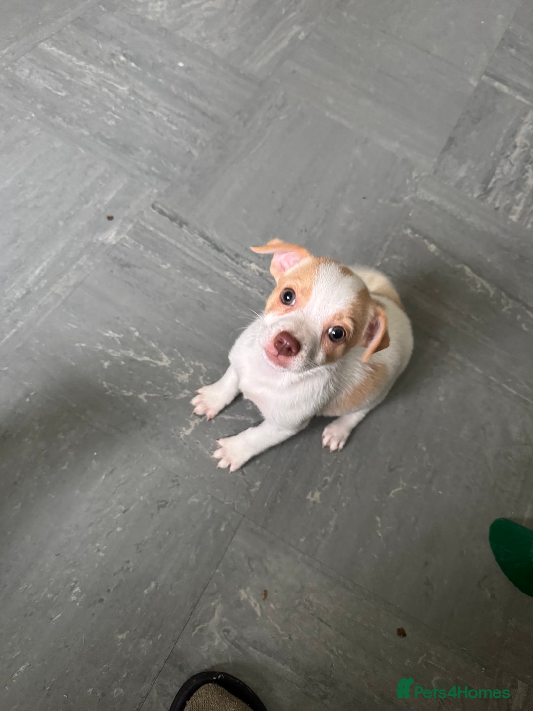 Mixed Breed dogs for sale: Jack Russell x pug puppies  - Image 2