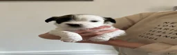 Malshi dogs for sale: Beautiful Malshi pups for sale - Advert 2