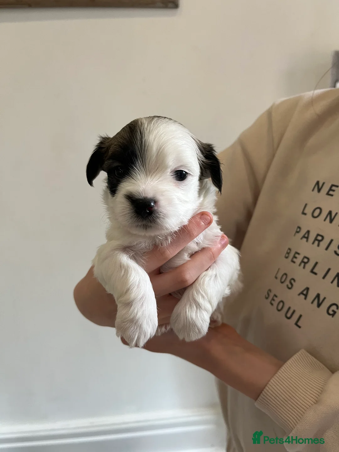 Malshi dogs for sale: Beautiful Malshi pups for sale - Advert 2