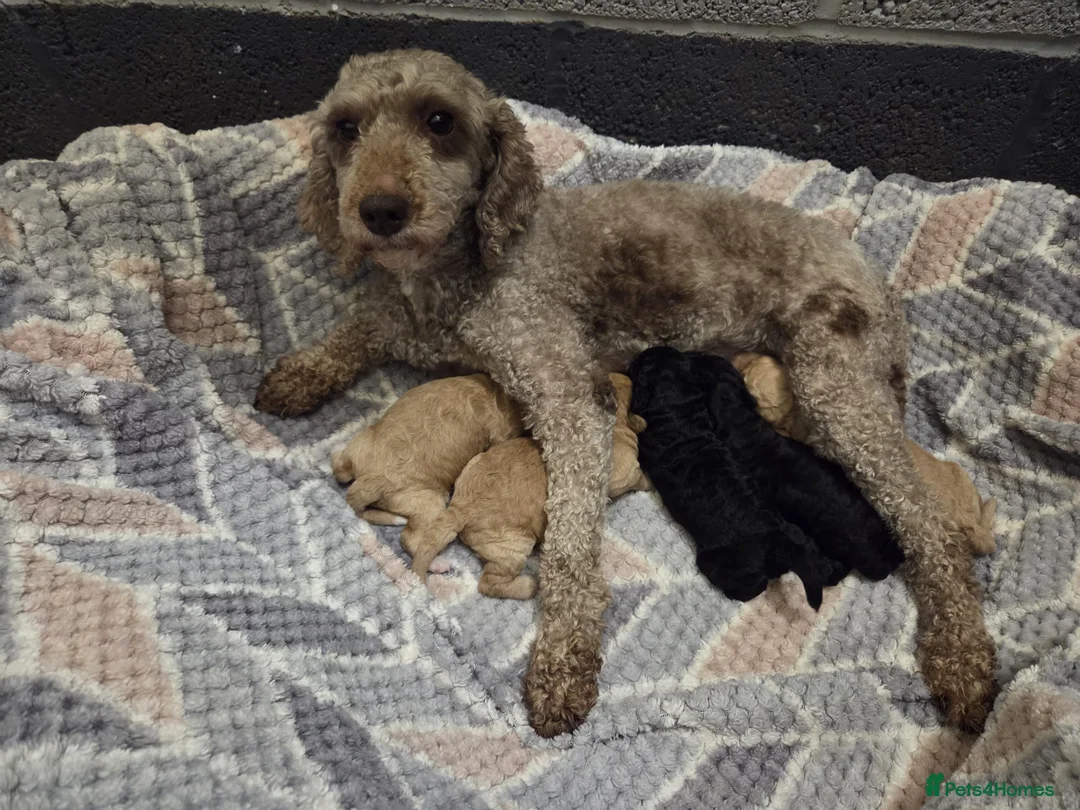 Miniature Poodle dogs for sale: Kc Registered Miniture Poodle  - Advert 5