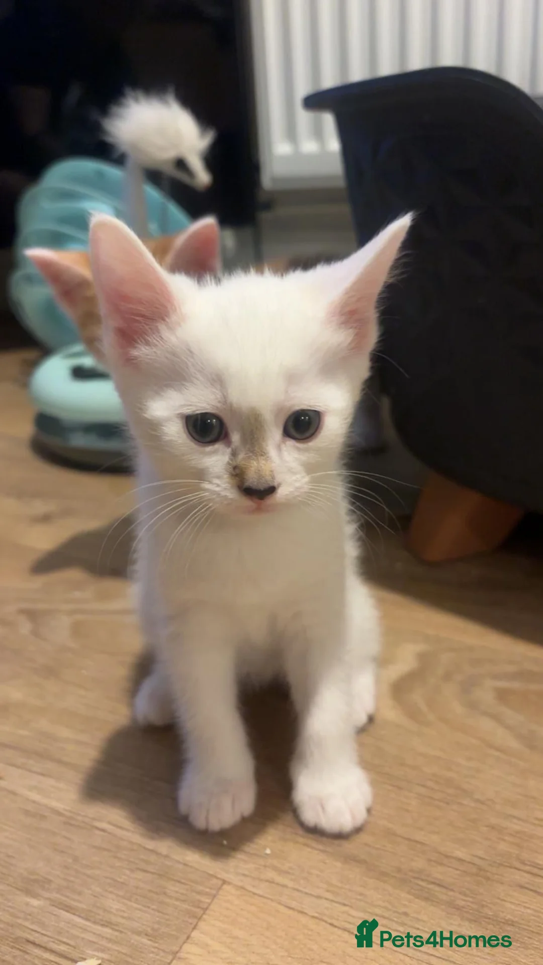 Mixed Breed cats for sale: Stunning kittens  - Advert 2