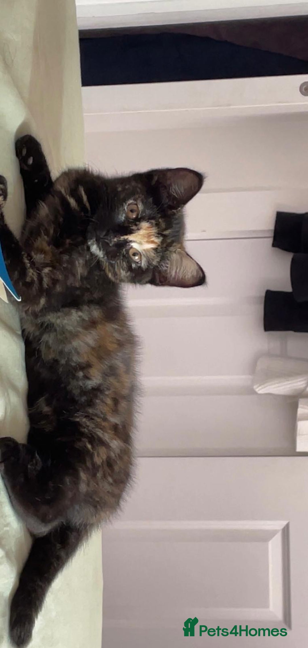 Aegean cats for sale: Kittens for sale. - Image 4