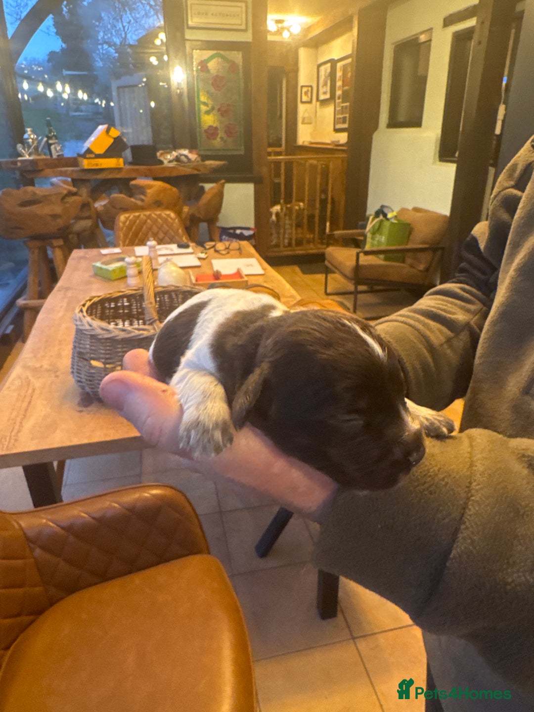 Sprocker dogs for sale: Sprocker puppies for sale - Advert 8