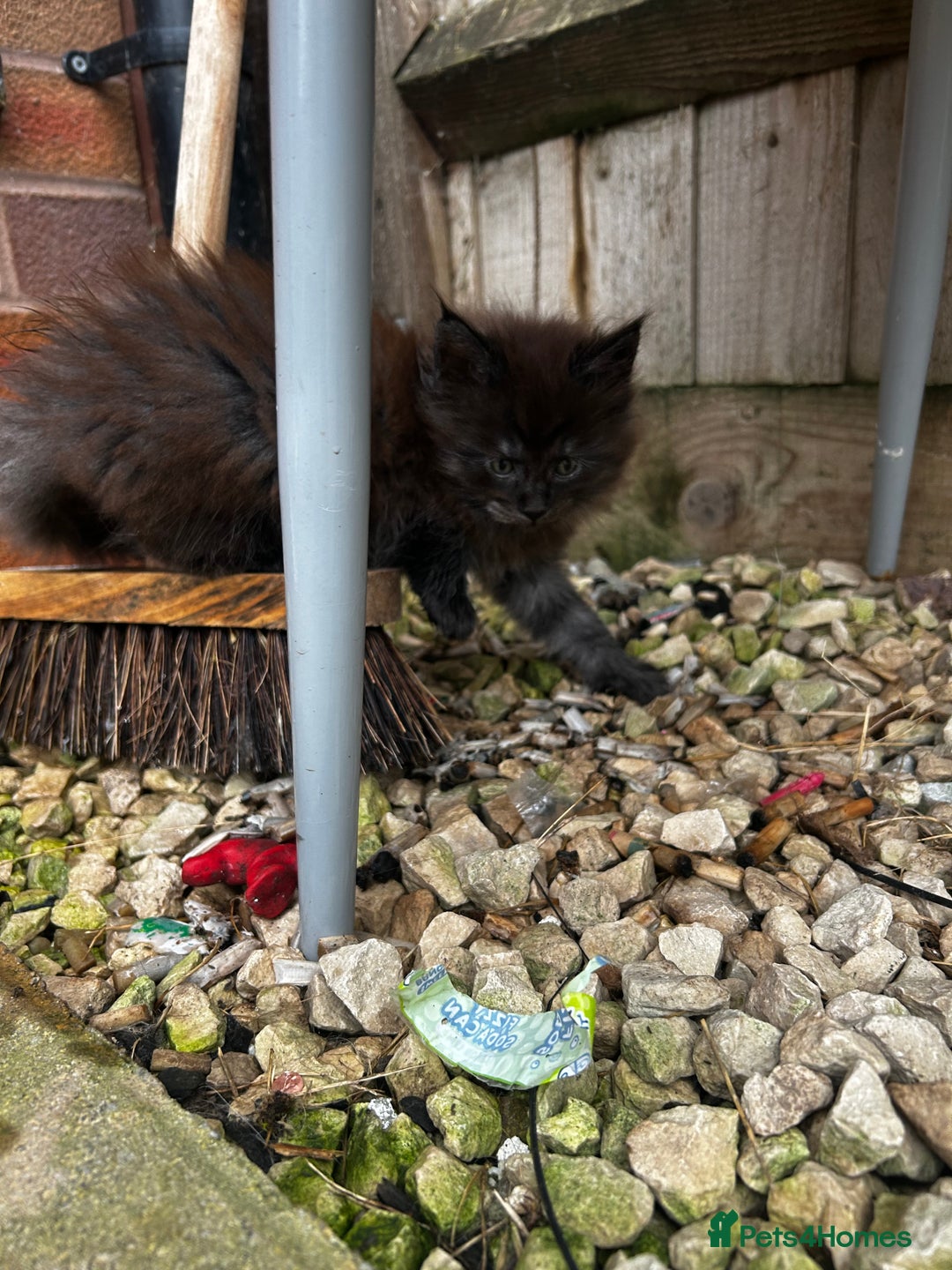 Maine Coon cats for sale: 2 xl tica active mainecoon kittens  - Image 15