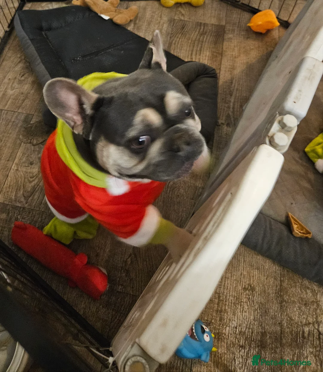 French Bulldog dogs for sale: Blue  - Advert 2