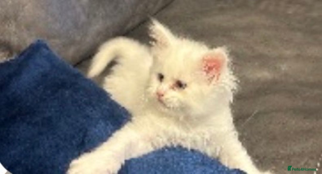 Maine Coon cats for sale: White and Tabby full breed Maine coons for sale  - Image 1