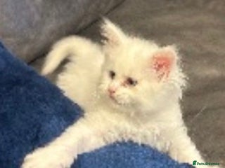 Maine Coon cats - Advert 4
