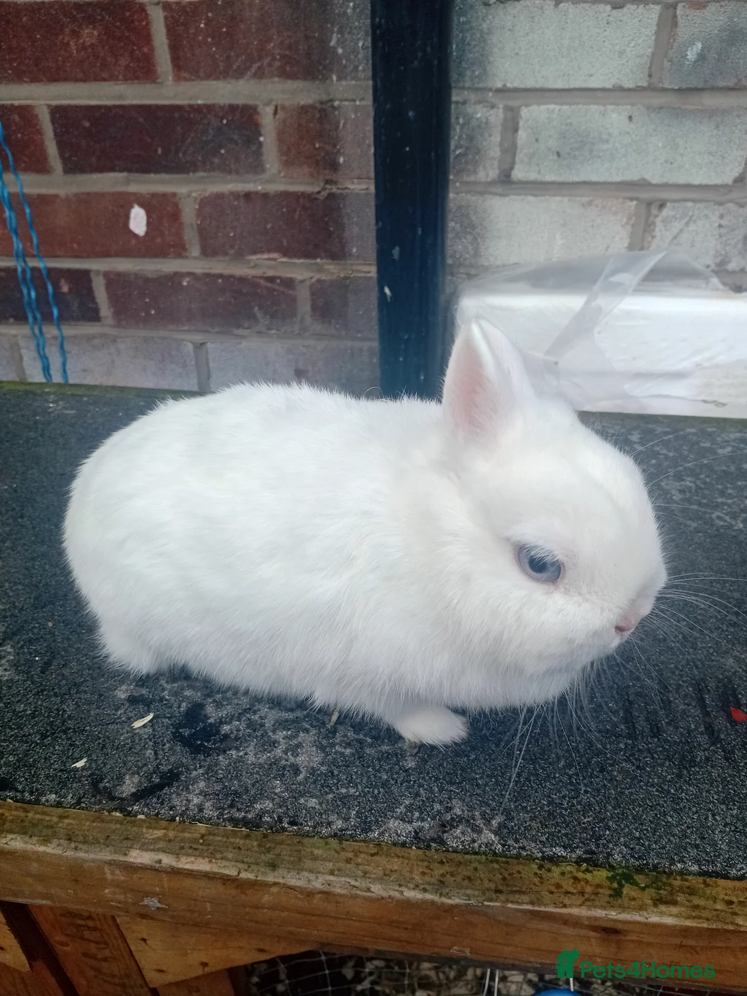 Netherland Dwarf rabbits for sale: Netherland dwarf babys  - Advert 7