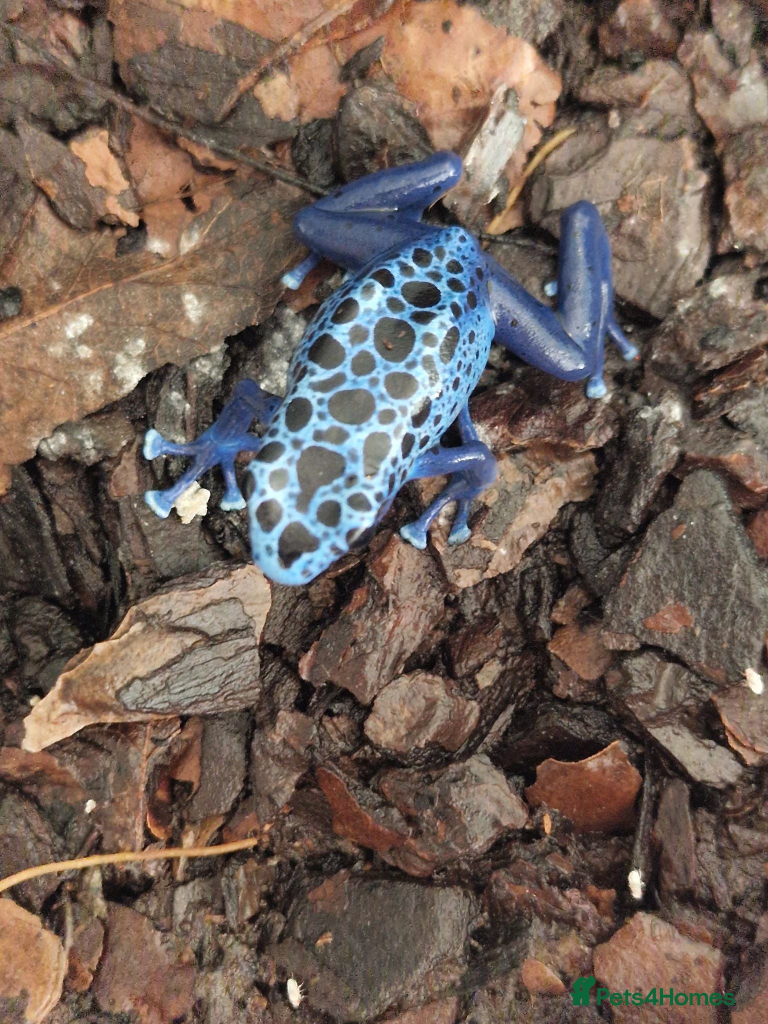 Frog reptiles AZUREUS DART FROGS - Advert 7