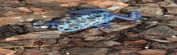 Frog reptiles for sale: AZUREUS DART FROGS - Advert 1
