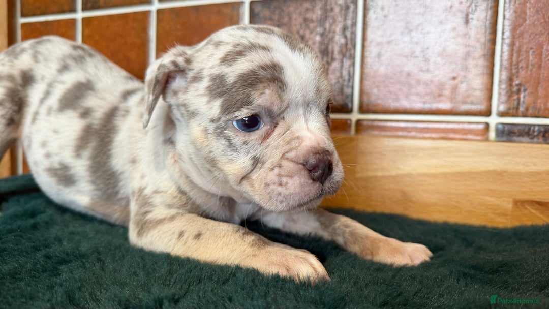 Olde English Bulldogge dogs for sale: Old English Bulldog PUPPIES 👀‼️ - Advert 14