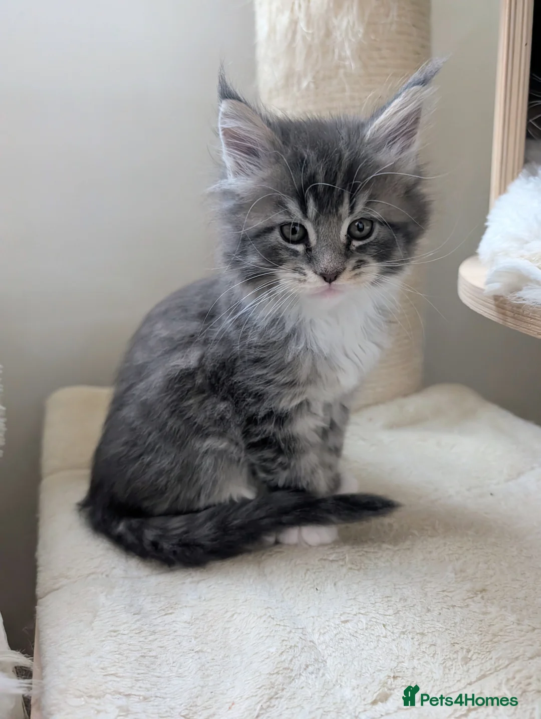 Maine Coon cats for sale: Beautiful Tica Registered Maine Coon kittens  - Advert 2