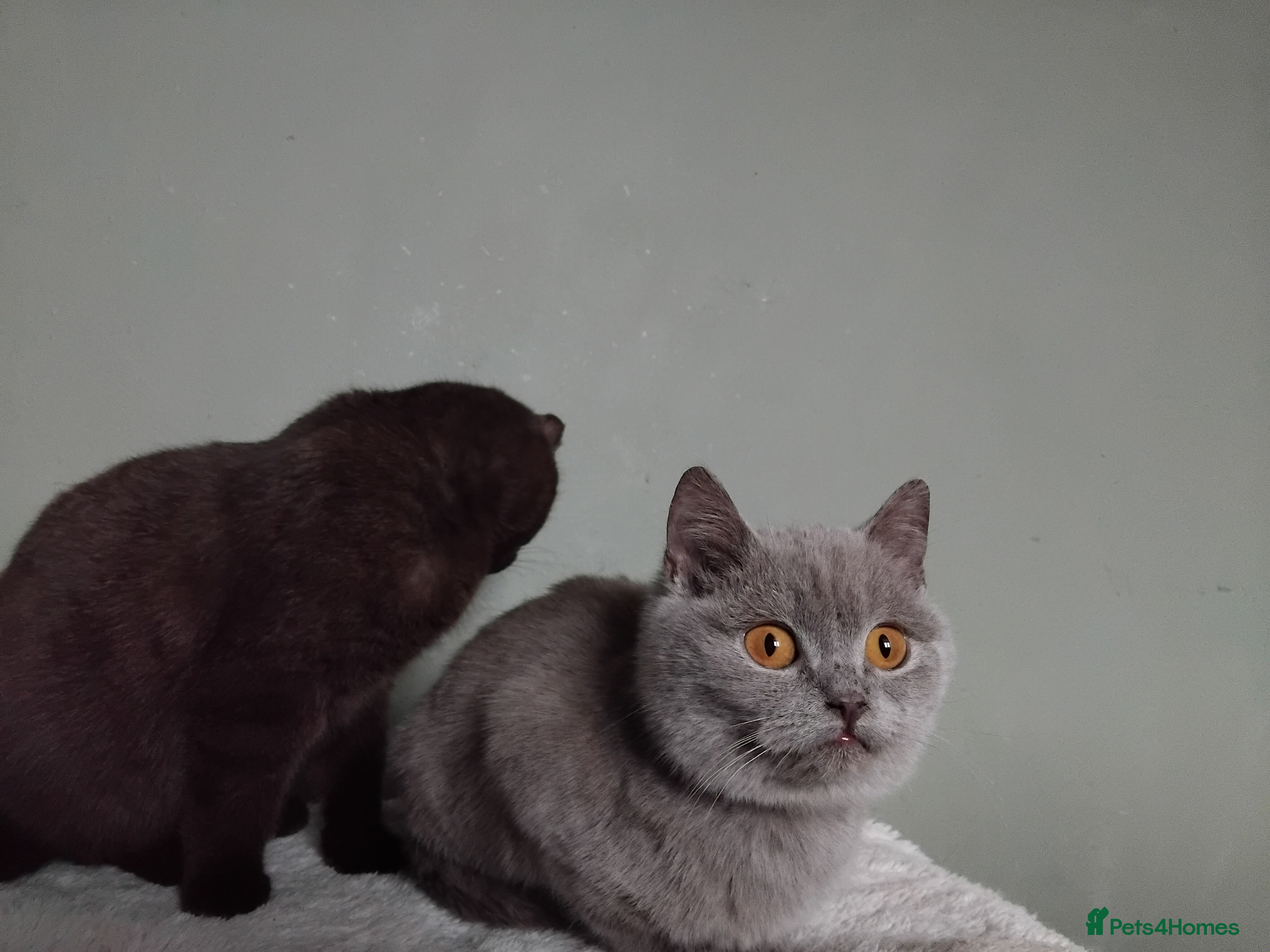 British Shorthair cats Beautiful Lilac male British Shorthair kitten - Advert 16
