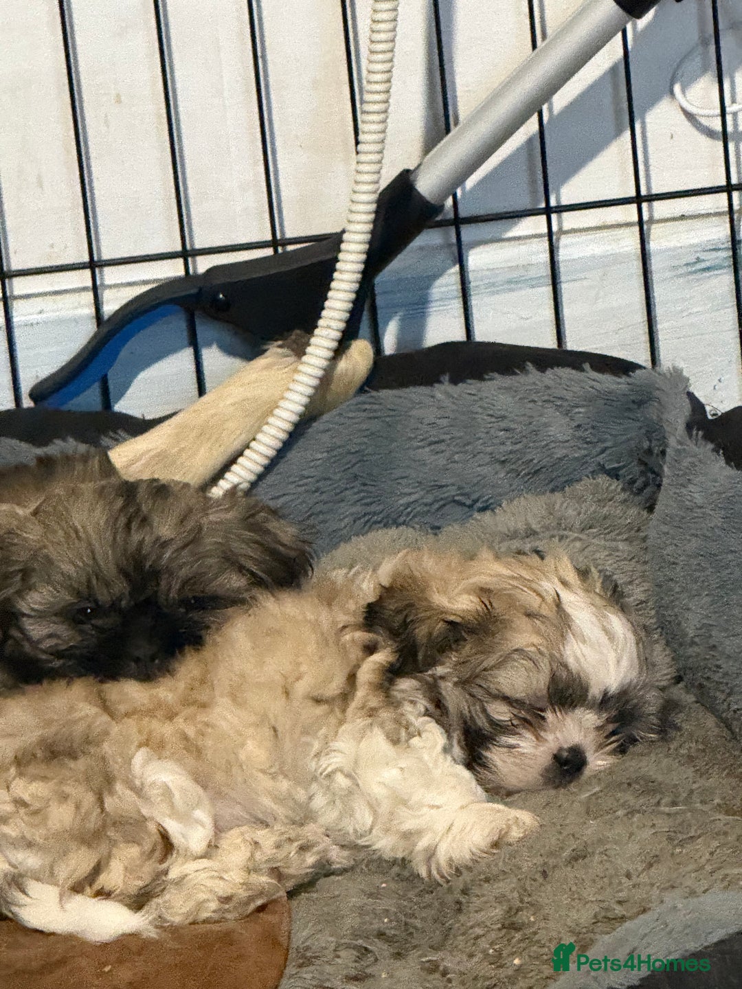 Shih Tzu dogs for sale: READY NOW …Special prices on pups POA  - Advert 36