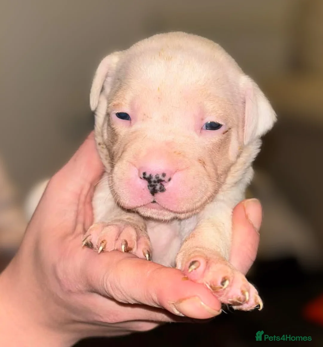 Mixed Breed dogs for sale: Bull cross staffy pups. LAST 2 GIRLS LEFT  - Advert 23