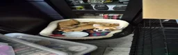 Chihuahua dogs for sale: One Male Chihuahua left for sale - Advert 2