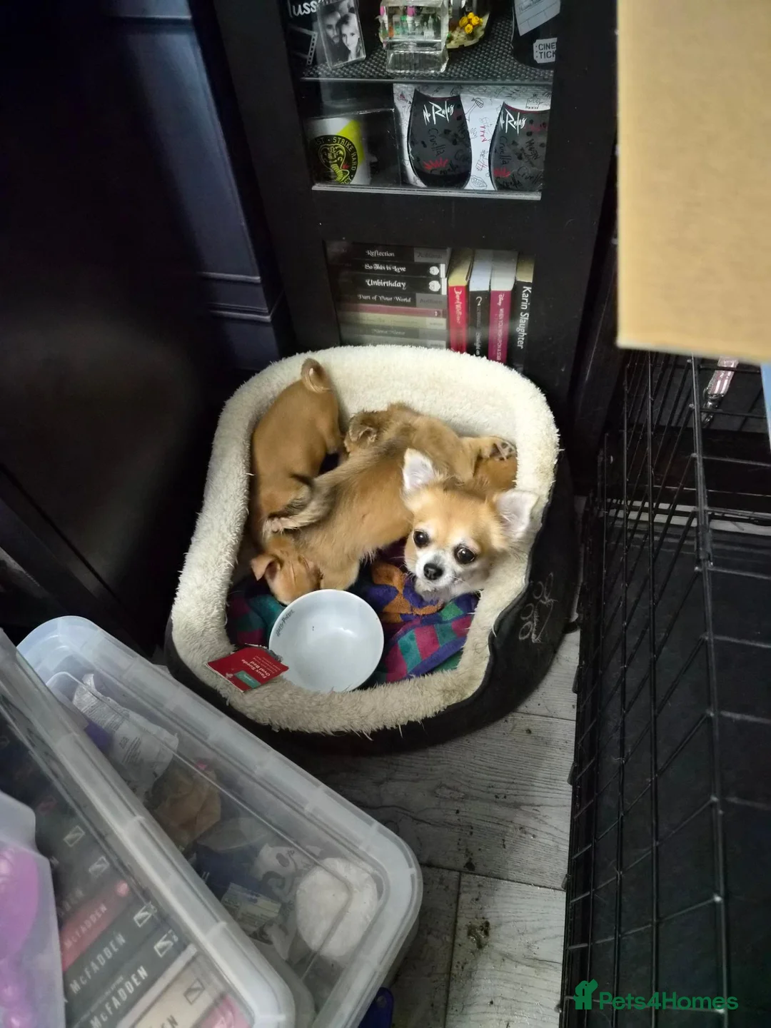 Chihuahua dogs for sale: One Male Chihuahua left for sale - Advert 2