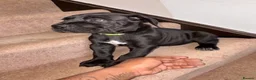 Cane Corso dogs for sale: Grand champion bloodline Cane Corso puppies  - Advert 32
