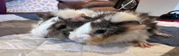 Guinea Pig rodents for sale: Baby boy guinea pigs long haired 8 weeks old  - Advert 1