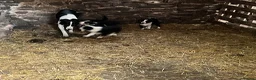 Border Collie dogs for sale: Lovely border collie pups for sale  - Advert 2