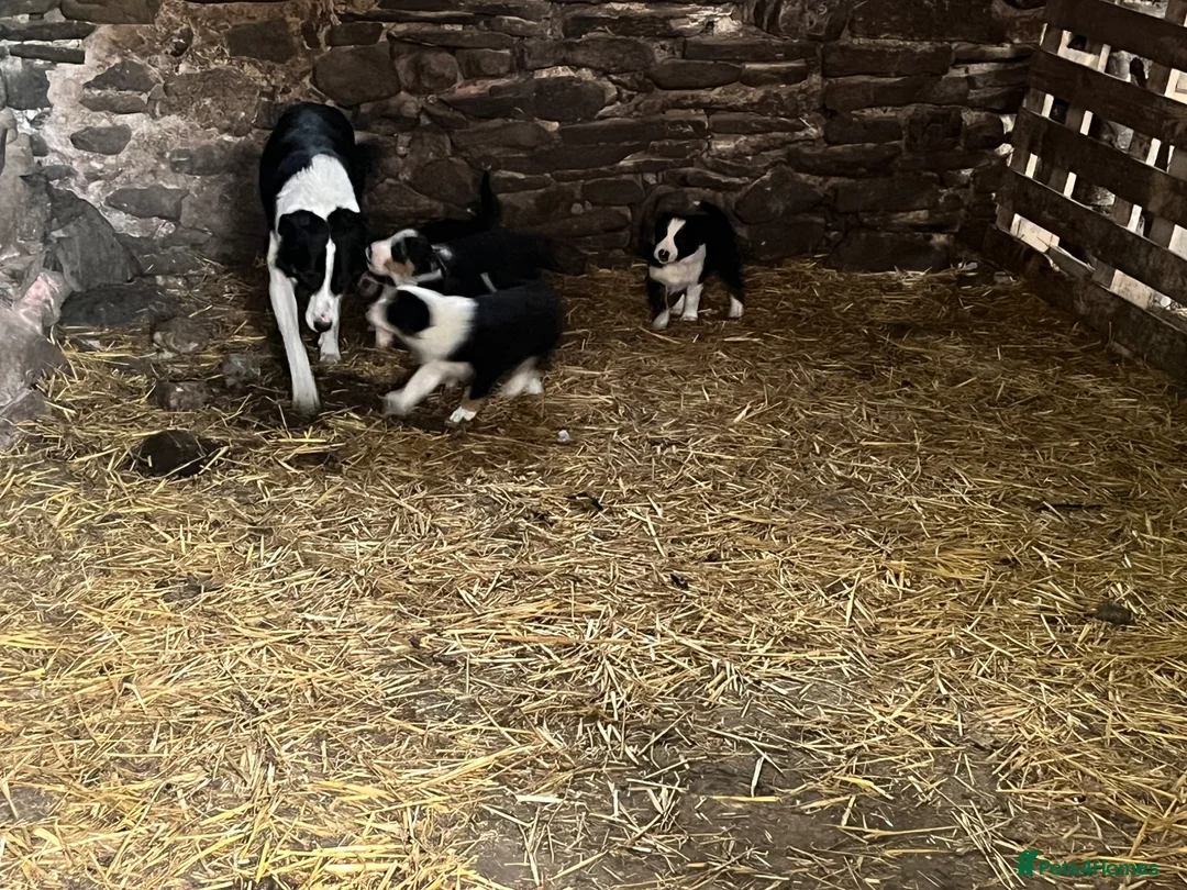 Border Collie dogs for sale: Lovely border collie pups for sale  - Advert 2